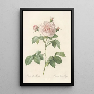 Pierre Joseph Redout - Rosa Alba Regalis.webp