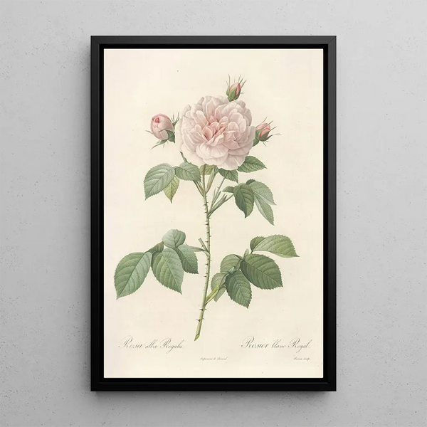 Rosa Alba Regalis - Pierre Joseph Redouté — cuadro enmarcado en la pared