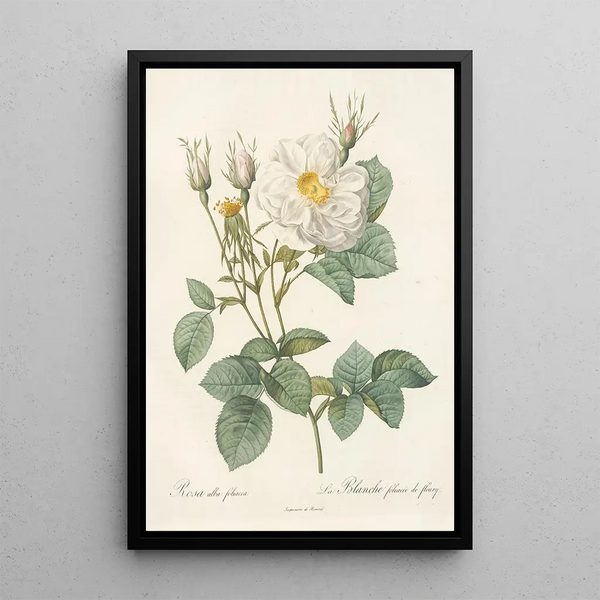 Rosa Alba foliacea - Pierre Joseph Redouté — cuadro enmarcado en la pared