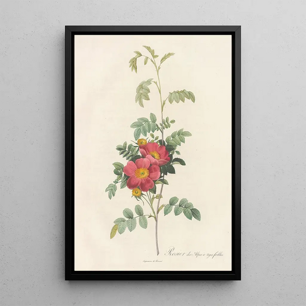 Rosa Alpina Debilis - Pierre Joseph Redouté — cuadro enmarcado en la pared