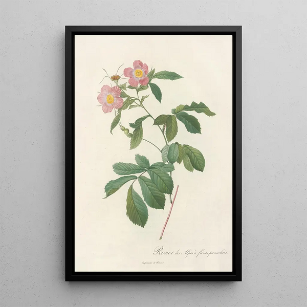 Rosa Alpina Flore Variegato - Pierre Joseph Redouté — cuadro enmarcado en la pared