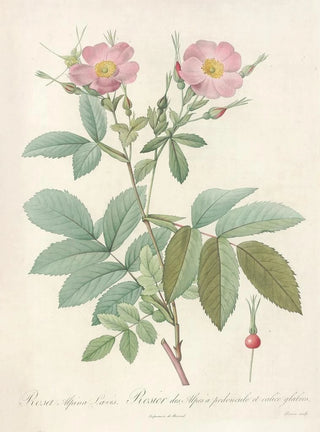Pierre Joseph Redout - Rosa Alpina Laevis.webp