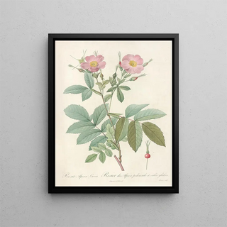 Pierre Joseph Redout - Rosa Alpina Laevis.webp