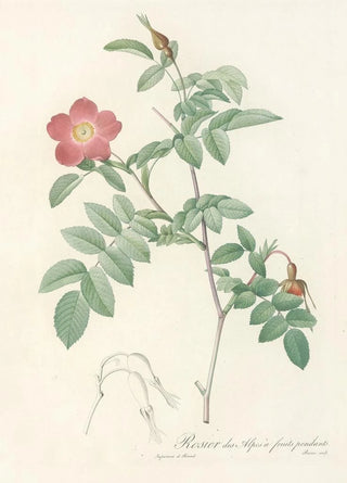 Pierre Joseph Redout - Rosa Alpina Pendulina.webp