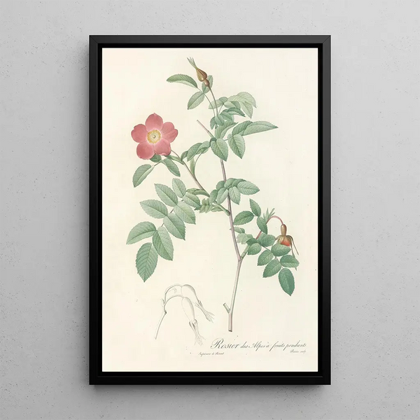 Rosa Alpina Pendulina - Pierre Joseph Redouté — cuadro enmarcado en la pared