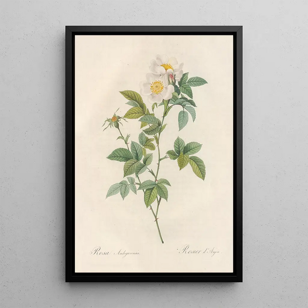 Rosa Andegavensis - Pierre Joseph Redouté — cuadro enmarcado en la pared