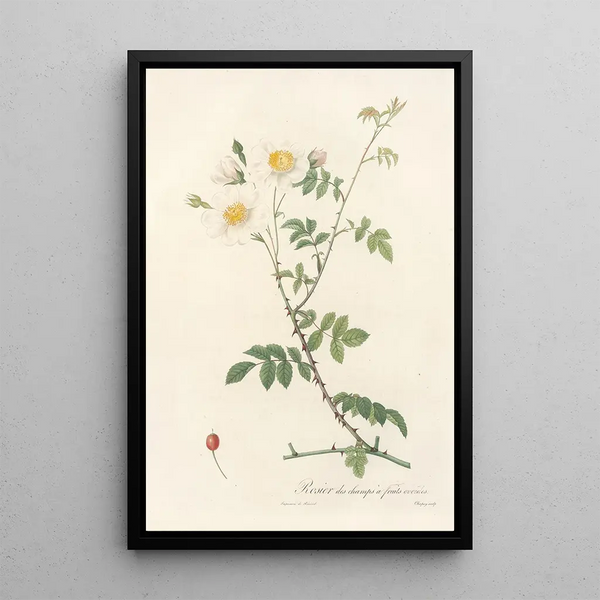 Rosa Arvensis Ovata - Pierre Joseph Redouté — cuadro enmarcado en la pared