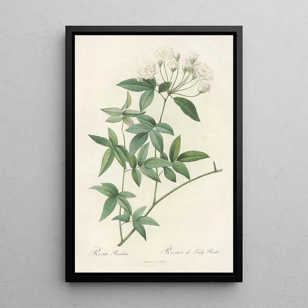 Rosa Banksiae - Pierre Joseph Redouté — cuadro enmarcado en la pared