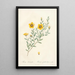 Rosa Berberifolia - Pierre Joseph Redouté — framed artwork on a wall