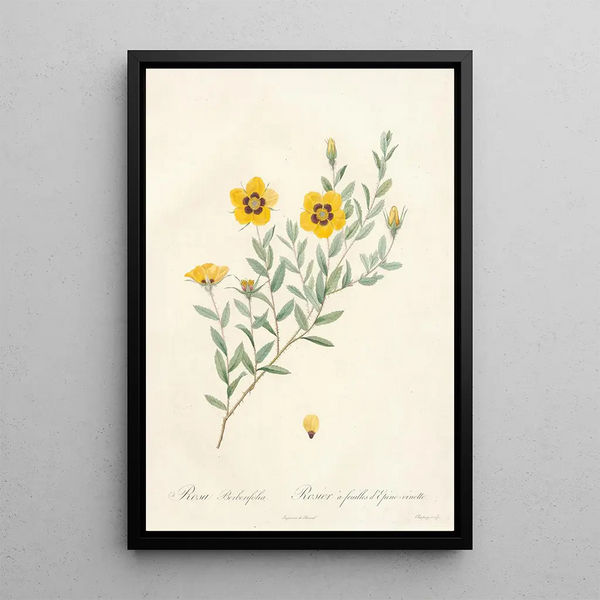 Rosa Berberifolia - Pierre Joseph Redouté — cuadro enmarcado en la pared