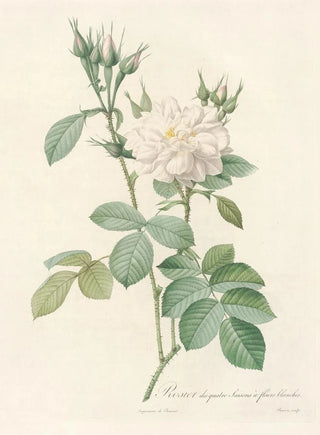 Pierre Joseph Redout - Rosa Bifera Alba.webp