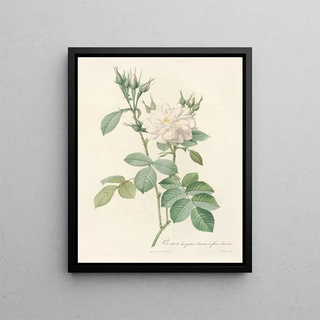 Pierre Joseph Redout - Rosa Bifera Alba.webp