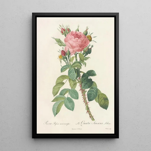 Rosa Bifera Macrocarpa - Pierre Joseph Redouté — cuadro enmarcado en la pared