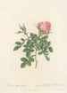 Rosa Bifera Pumila - Pierre Joseph Redouté — vista de la obra