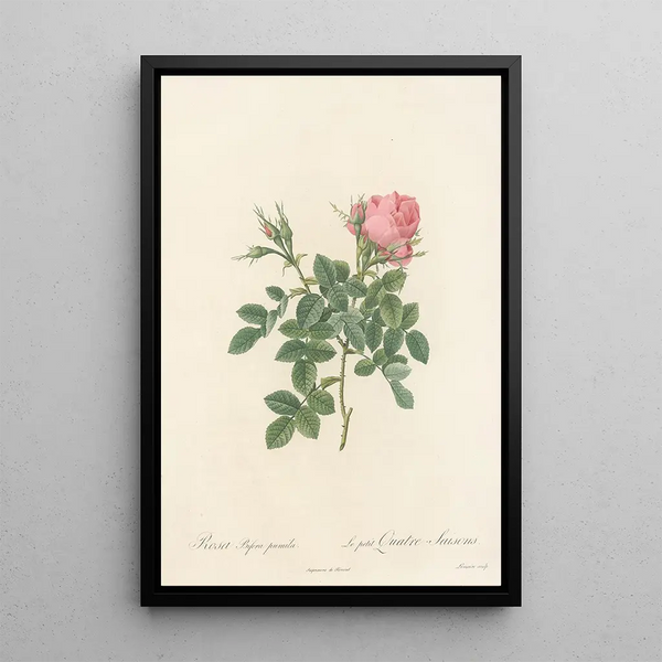 Rosa Bifera Pumila - Pierre Joseph Redouté — cuadro enmarcado en la pared