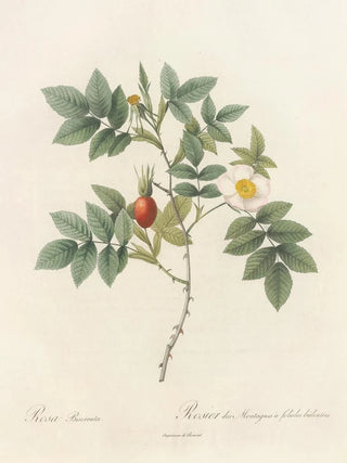 Pierre Joseph Redout - Rosa Biserrata.webp