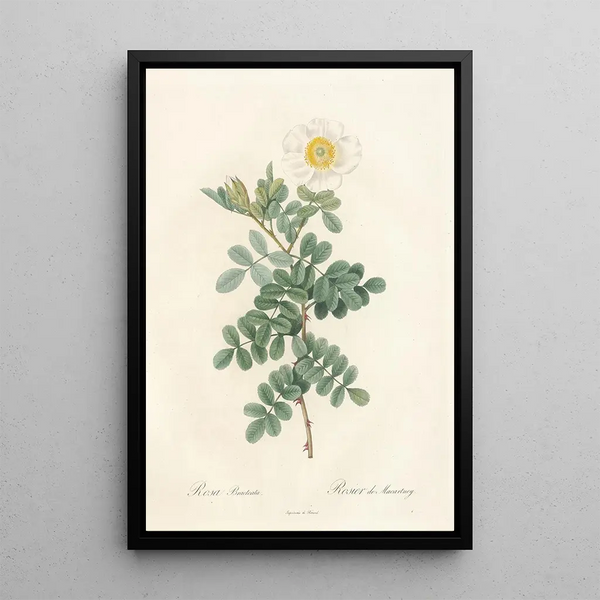 Rosa Bracteata - Pierre Joseph Redouté — cuadro enmarcado en la pared
