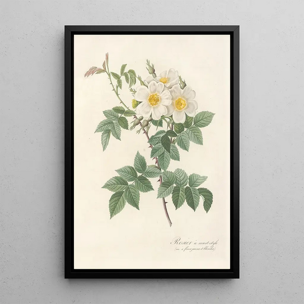 Rosa Brevistyla Leucochroa - Pierre Joseph Redouté — cuadro enmarcado en la pared