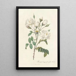 Pierre Joseph Redout - Rosa Campanulata Alba.webp