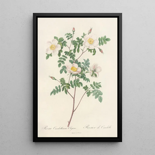 Pierre Joseph Redout - Rosa Candolleana Elegans.webp