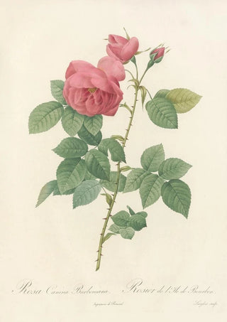 Pierre Joseph Redout - Rosa Canina Burboniana.webp