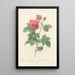 Rosa Canina Burboniana - Pierre Joseph Redouté — framed artwork on a wall