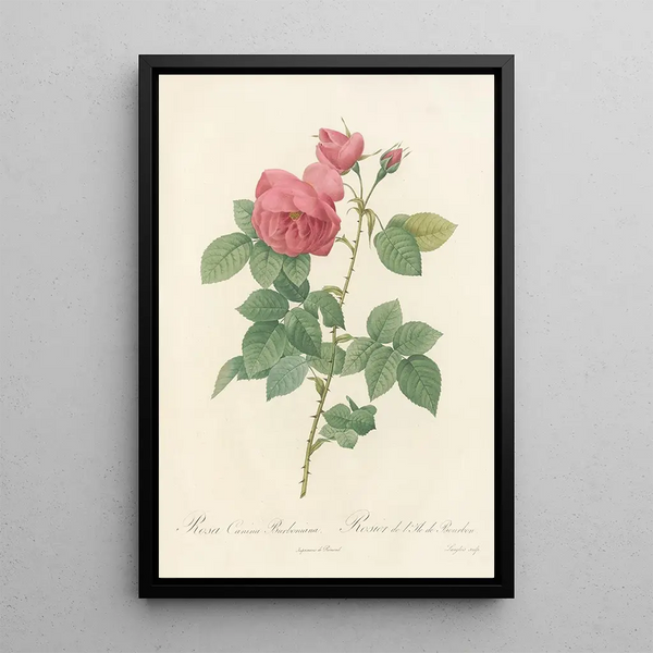 Rosa Canina Burboniana - Pierre Joseph Redouté — cuadro enmarcado en la pared
