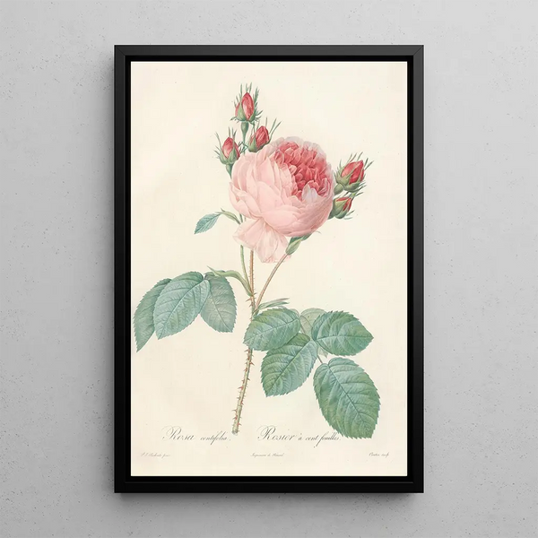 Rosa Centifolia - Pierre Joseph Redouté — cuadro enmarcado en la pared