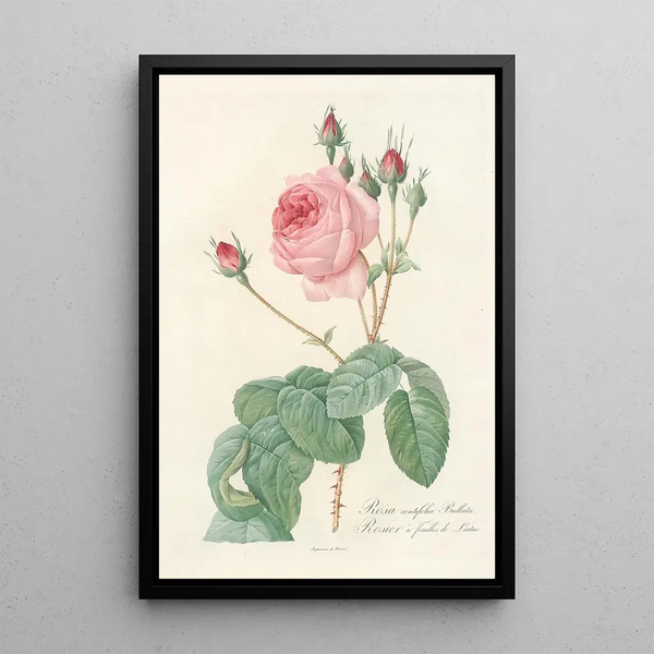 Rosa Centifolia Bullata - Pierre Joseph Redouté — cuadro enmarcado en la pared