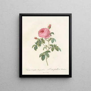 Pierre Joseph Redout - Rosa Centifolia Burgundiaca.webp