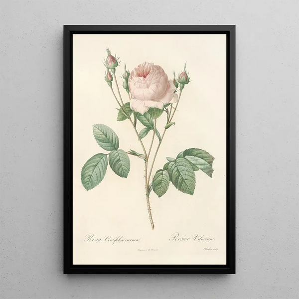 Rosa Centifolia Carnea - Pierre Joseph Redouté — cuadro enmarcado en la pared