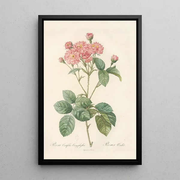 Rosa Centifolia Caryophyllea - Pierre Joseph Redouté — cuadro enmarcado en la pared