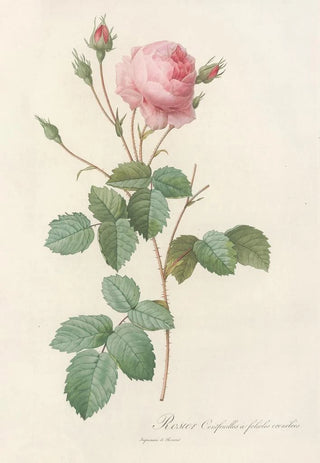 Pierre Joseph Redout - Rosa Centifolia Crenata.webp
