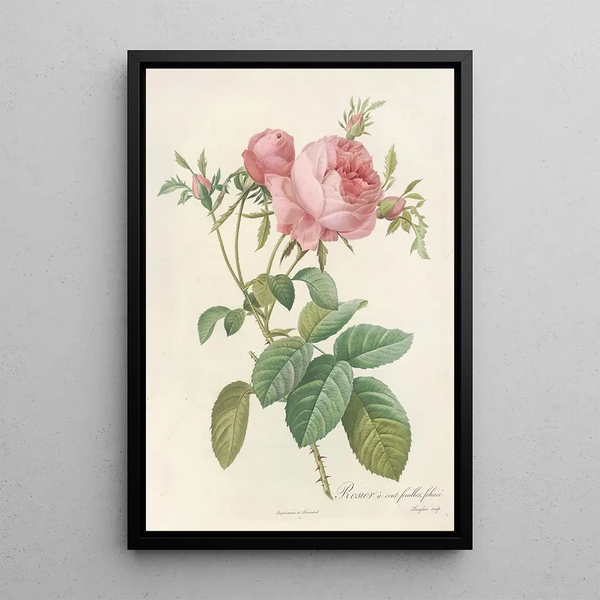Rosa Centifolia Foliacea - Pierre Joseph Redouté — cuadro enmarcado en la pared