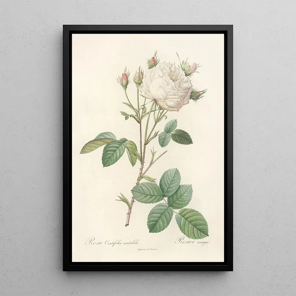 Rosa Centifolia Mutabilis - Pierre Joseph Redouté — cuadro enmarcado en la pared