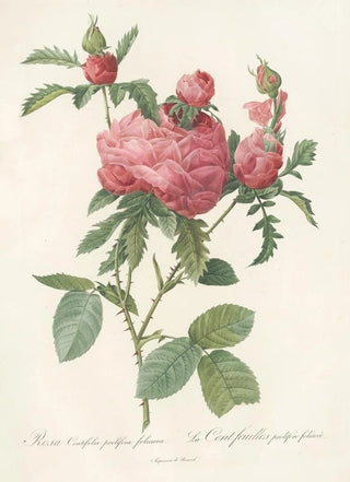 Pierre Joseph Redout - Rosa Centifolia Prolifera Foliacea.webp