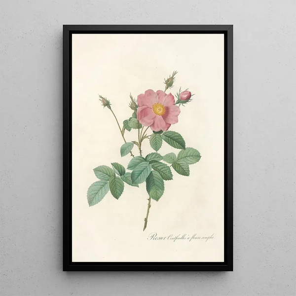 Rosa Centifolia Simplex - Pierre Joseph Redouté — cuadro enmarcado en la pared