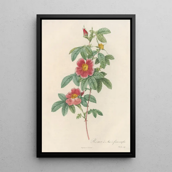 Rosa Cinnamomea Flore Simplici - Pierre Joseph Redouté — cuadro enmarcado en la pared