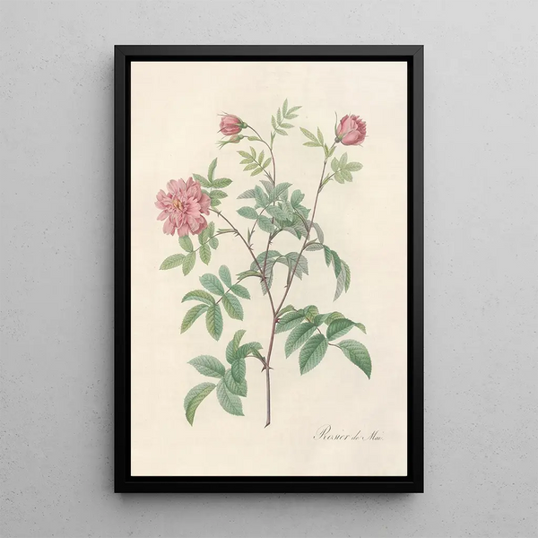 Rosa Cinnamomea Maialis - Pierre Joseph Redouté — cuadro enmarcado en la pared