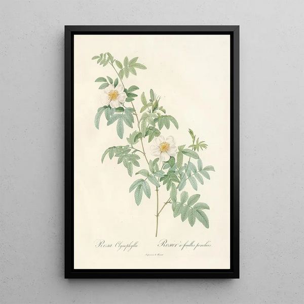 Rosa Clynophylla - Pierre Joseph Redouté — cuadro enmarcado en la pared