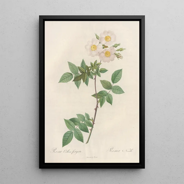 Rosa Collina Fastigiata - Pierre Joseph Redouté — cuadro enmarcado en la pared
