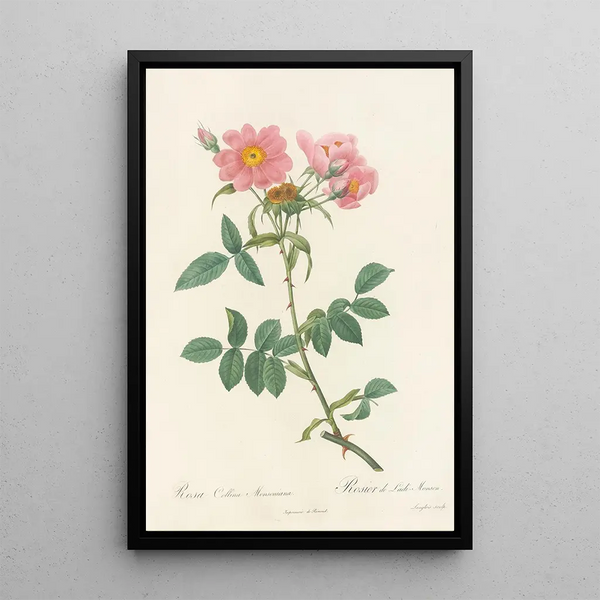 Rosa Collina Monsoniana - Pierre Joseph Redouté — cuadro enmarcado en la pared