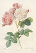 Rosa Damascena - Pierre Joseph Redouté — vista de la obra