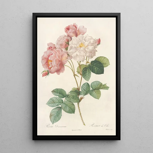 Rosa Damascena - Pierre Joseph Redouté — cuadro enmarcado en la pared