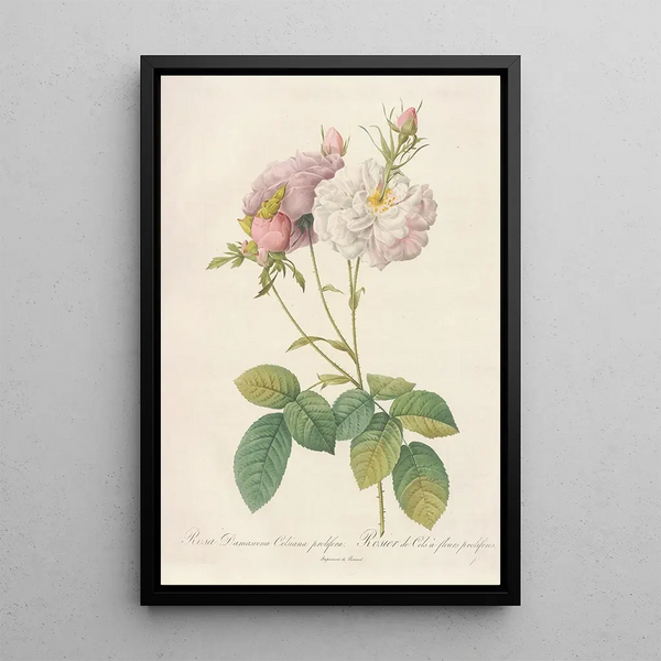 Rosa Damascena Celsiana Prolifera - Pierre Joseph Redouté | Cuadro — cuadro enmarcado en la pared