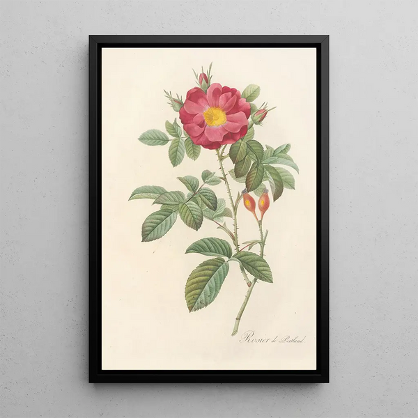 Rosa Damascena Coccinea - Pierre Joseph Redouté — cuadro enmarcado en la pared