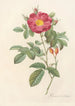 Rosa Damascena Coccinea - Pierre Joseph Redouté — vista de la obra