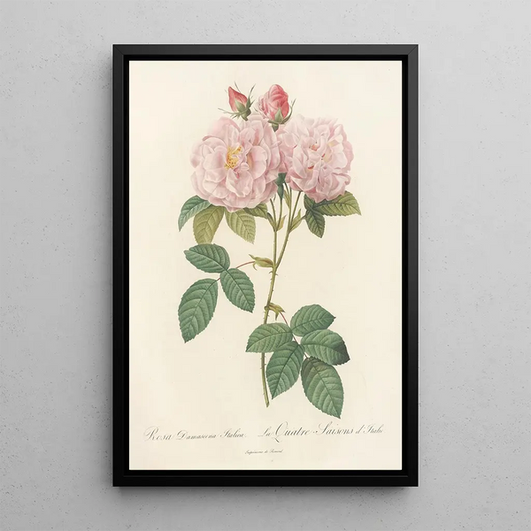 Rosa Damascena Italica - Pierre Joseph Redouté — cuadro enmarcado en la pared