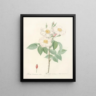 Pierre Joseph Redout - Rosa Damascena Subalba.webp