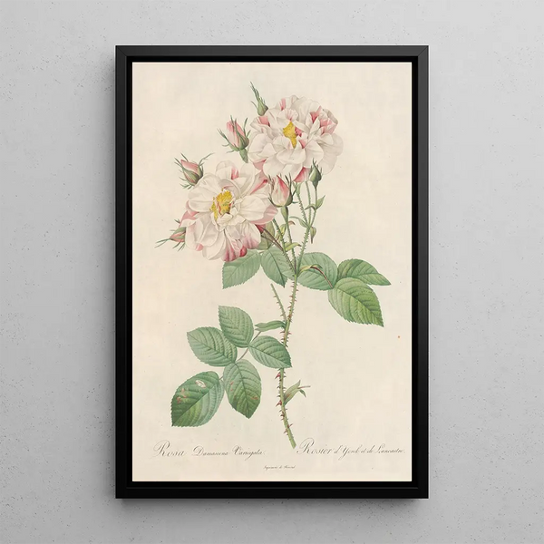 Rosa Damascena Variegata - Pierre Joseph Redouté — cuadro enmarcado en la pared